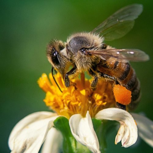 A closeup shot of a bee on a chamomile flower