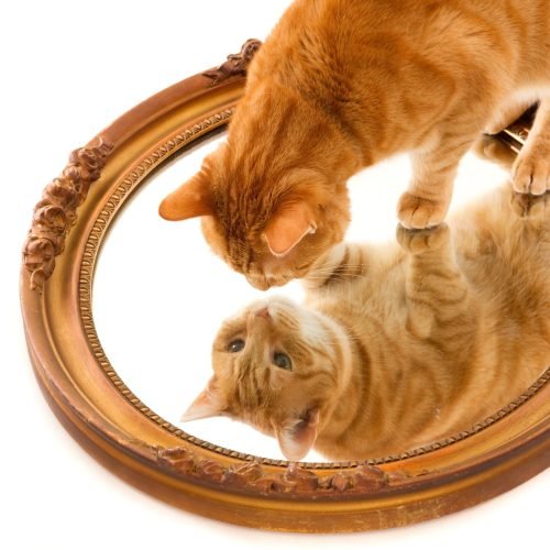A cute domestic ginger cat curiously looking at its own reflection in a mirror on a white surface