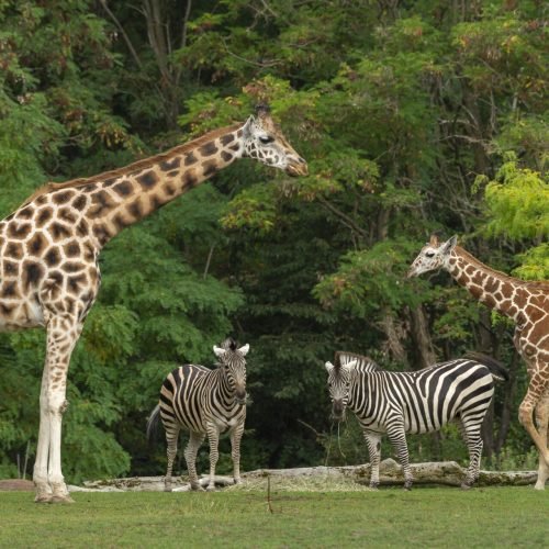 A wide shot of a baby giraffe near its mother and two zebras with green trees in the background