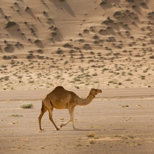 A shot of a camel roaming around in the desert during the day